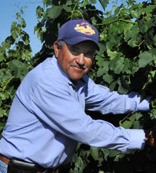 MAXIMO UGALDE Vineyard Foreman